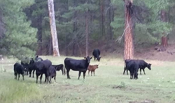 cows