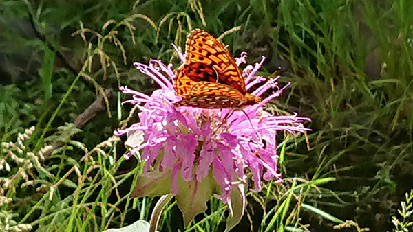 butterfly