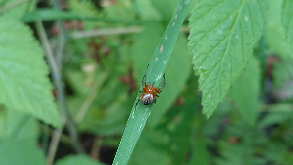 spider