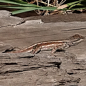 lizard