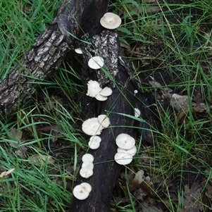 fungus