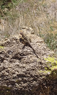 lizard