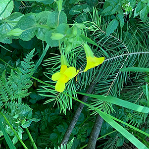 yellow
