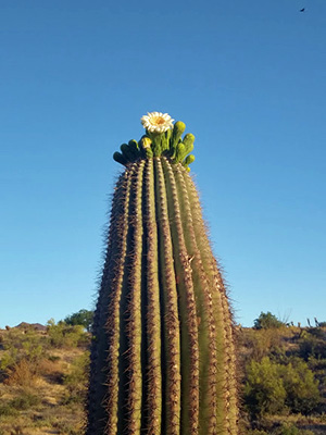 cactus