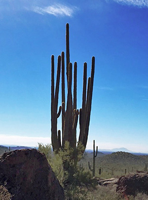 saguaro
