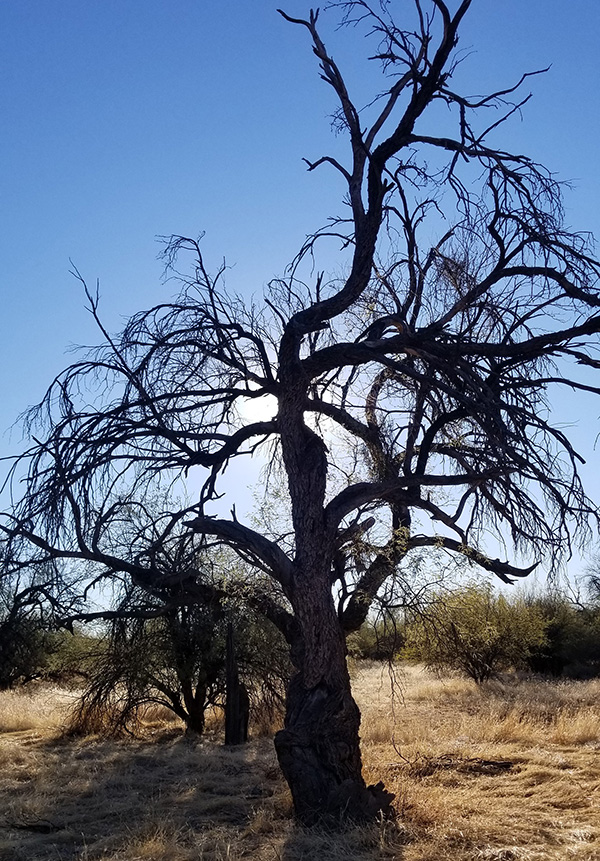 tree