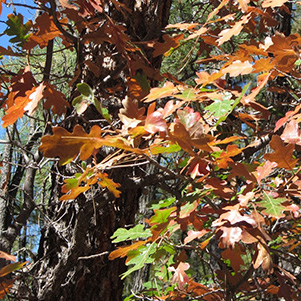 leaves