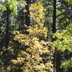 leaves