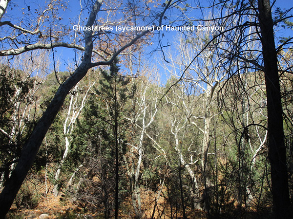 branches