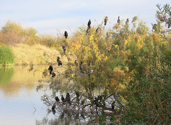 birds