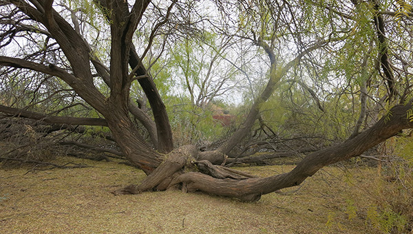 tree