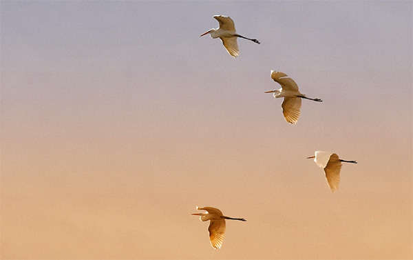birds