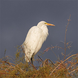 bird