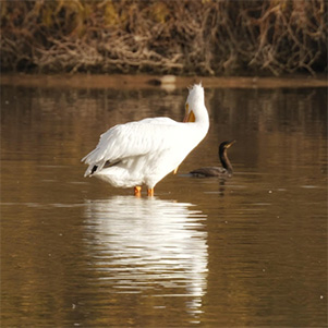 bird