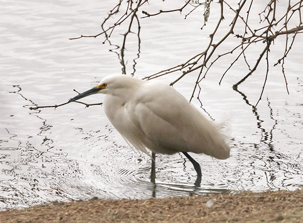 bird