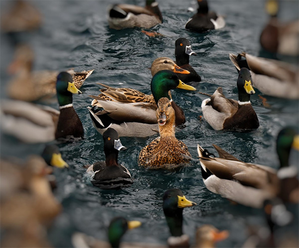 ducks