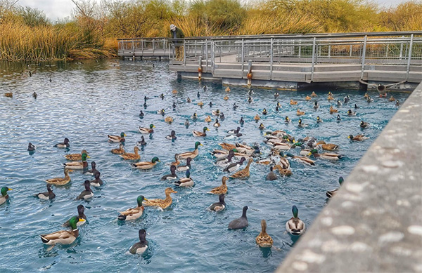 ducks