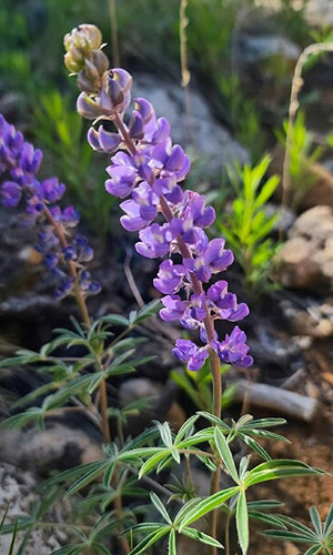 purple