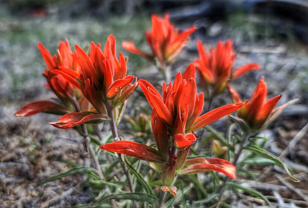red