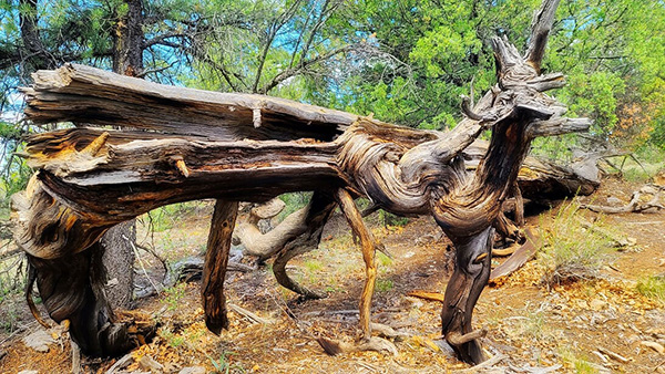 log