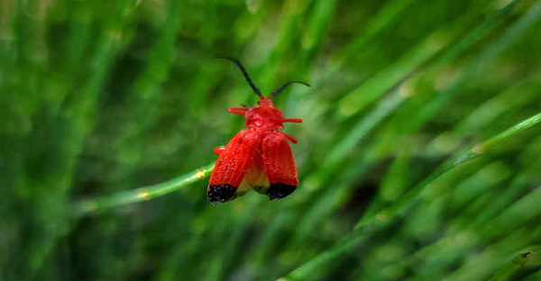 bug