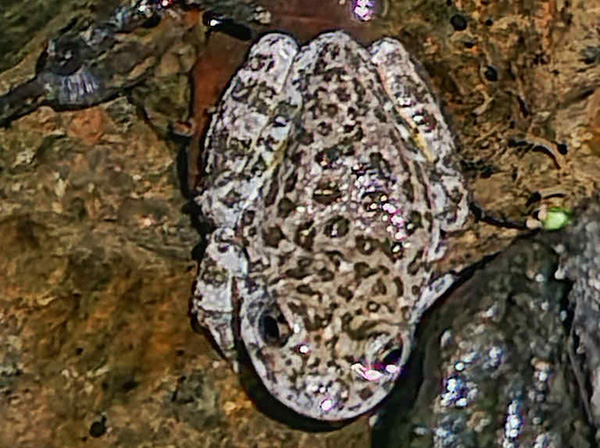 frog