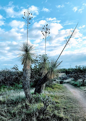 yucca