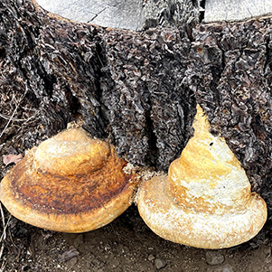 fungus