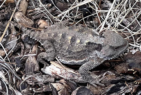 lizard