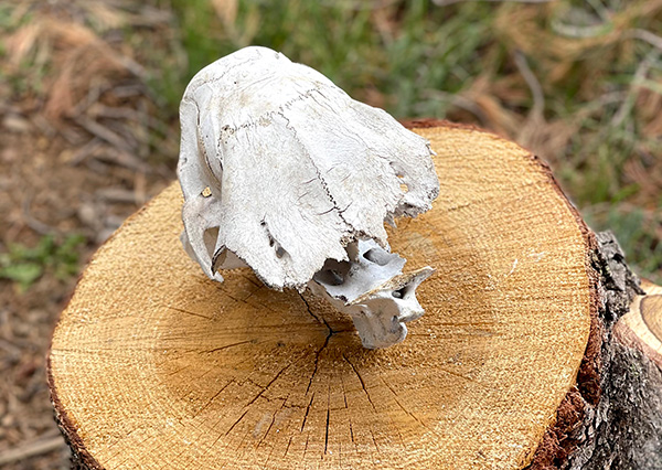 bone