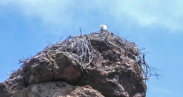 eagle
