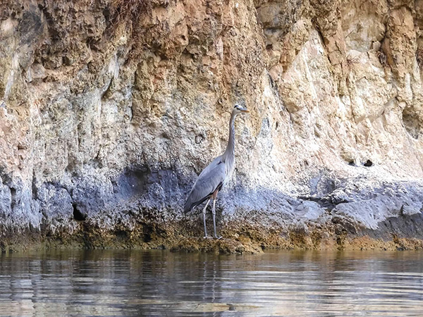 heron