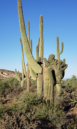 cactus