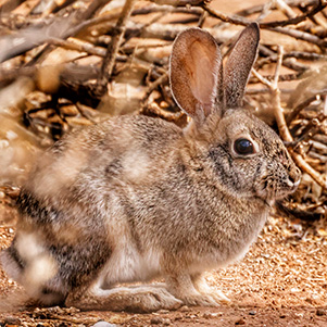 bunny