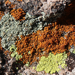 lichen