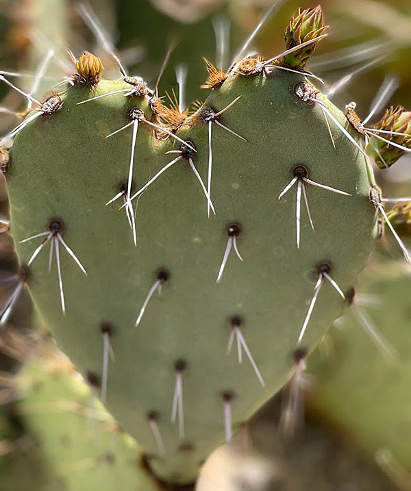 prickly