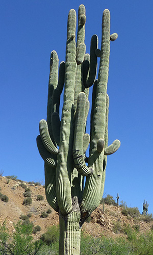 cactus