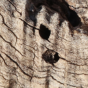 wood