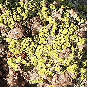 lichen