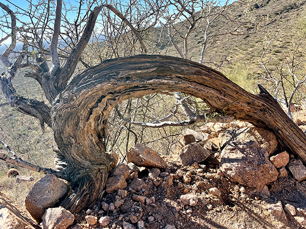 tree