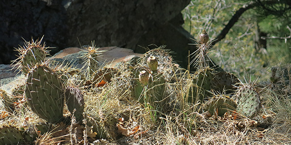 cactus
