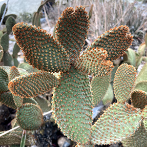 cactus