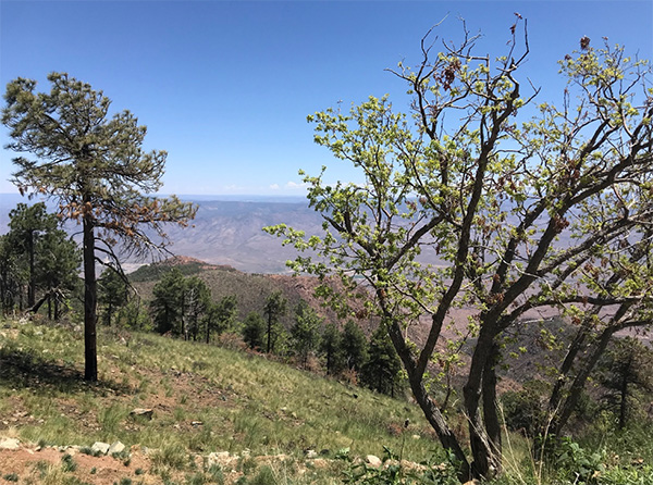 view