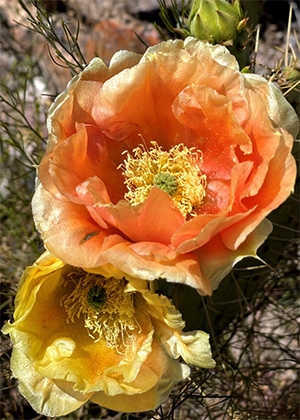 orange