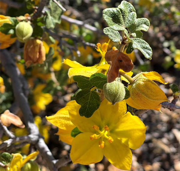 yellow