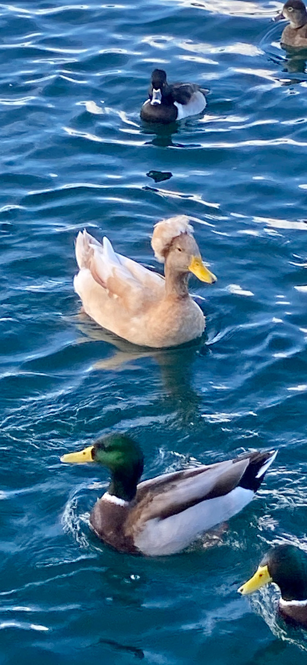 ducks