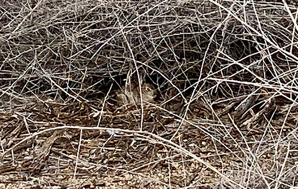rabbit