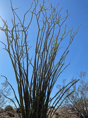 plant