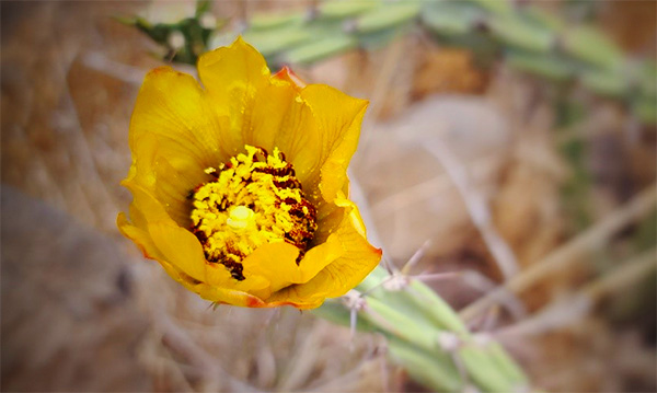 yellow