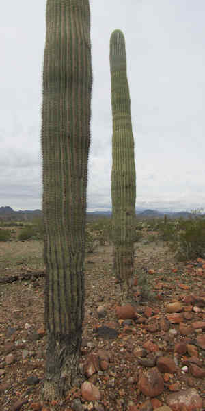 Cactus